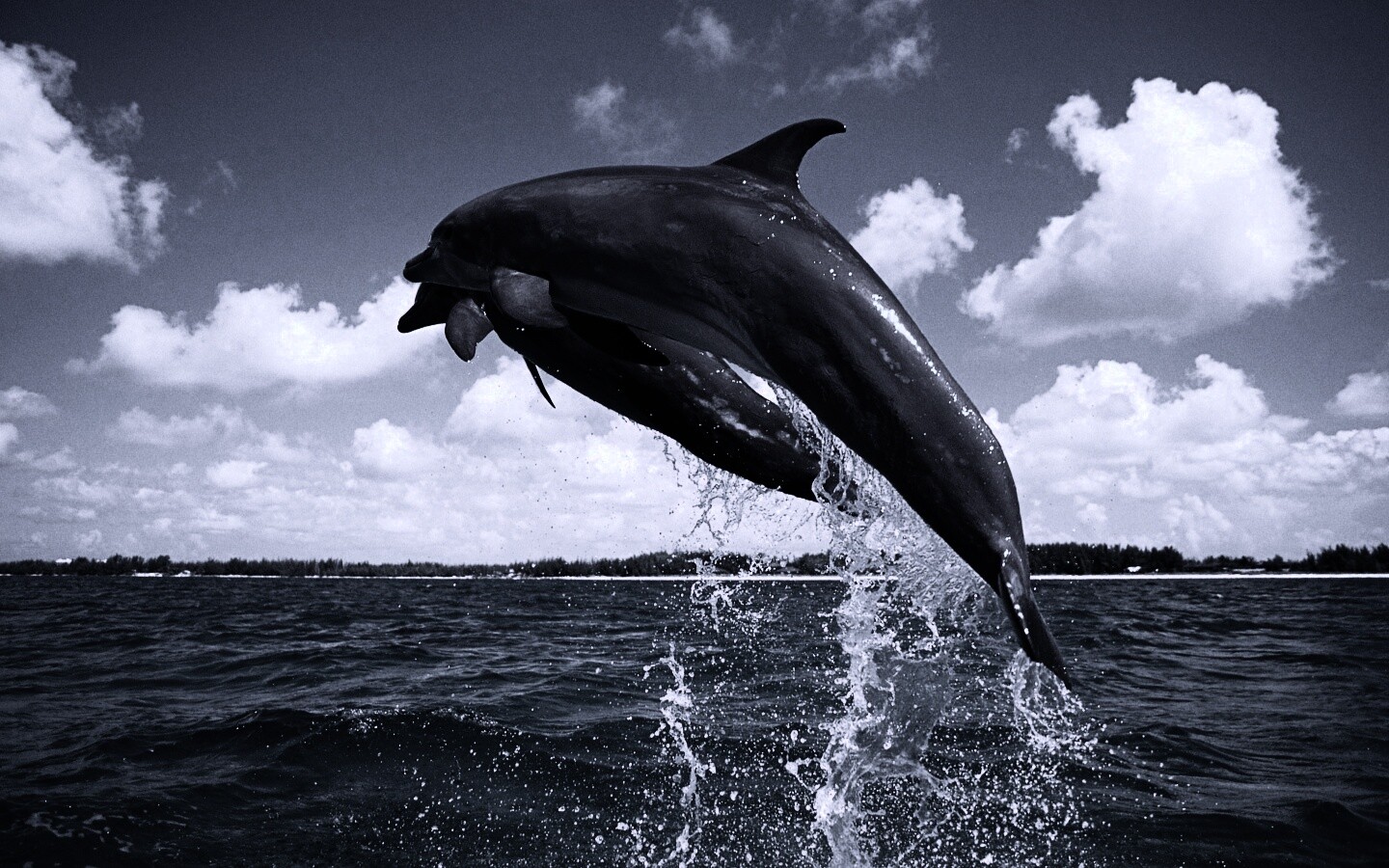 Дельфины обои