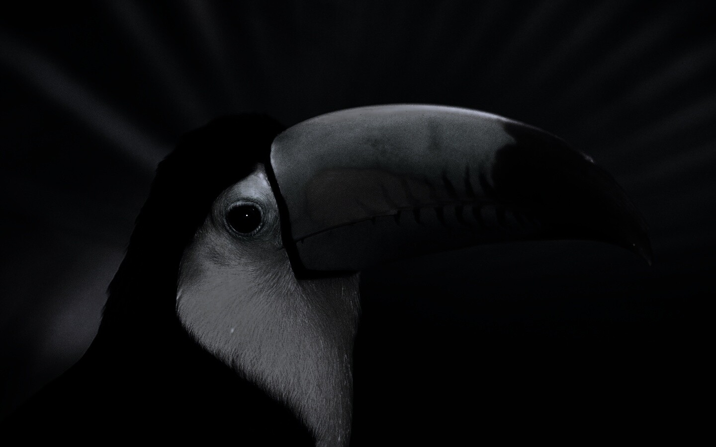 Грустный желтогрудый тукан обои