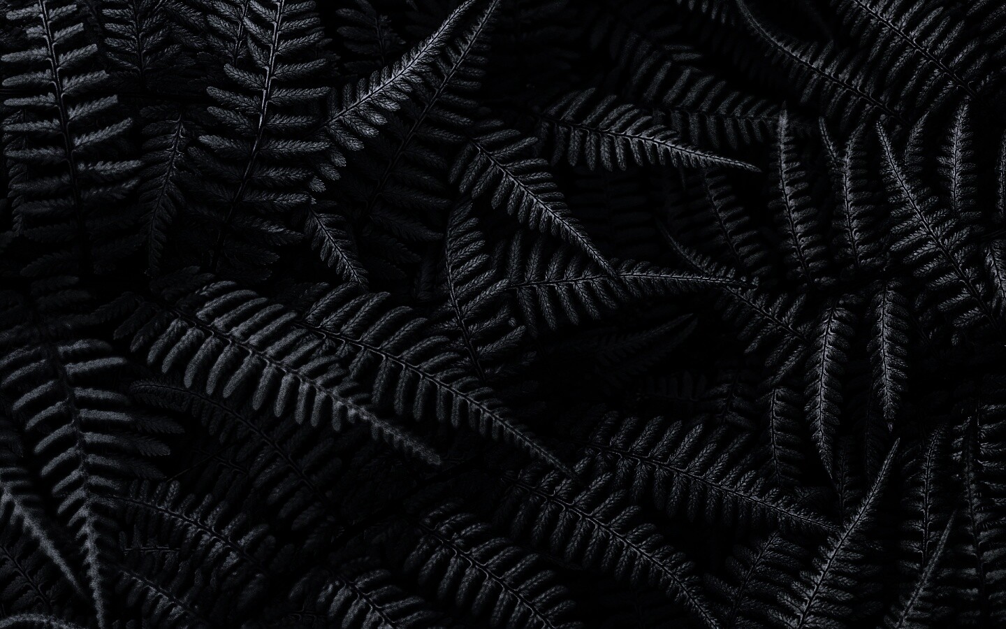 Папоротник обои