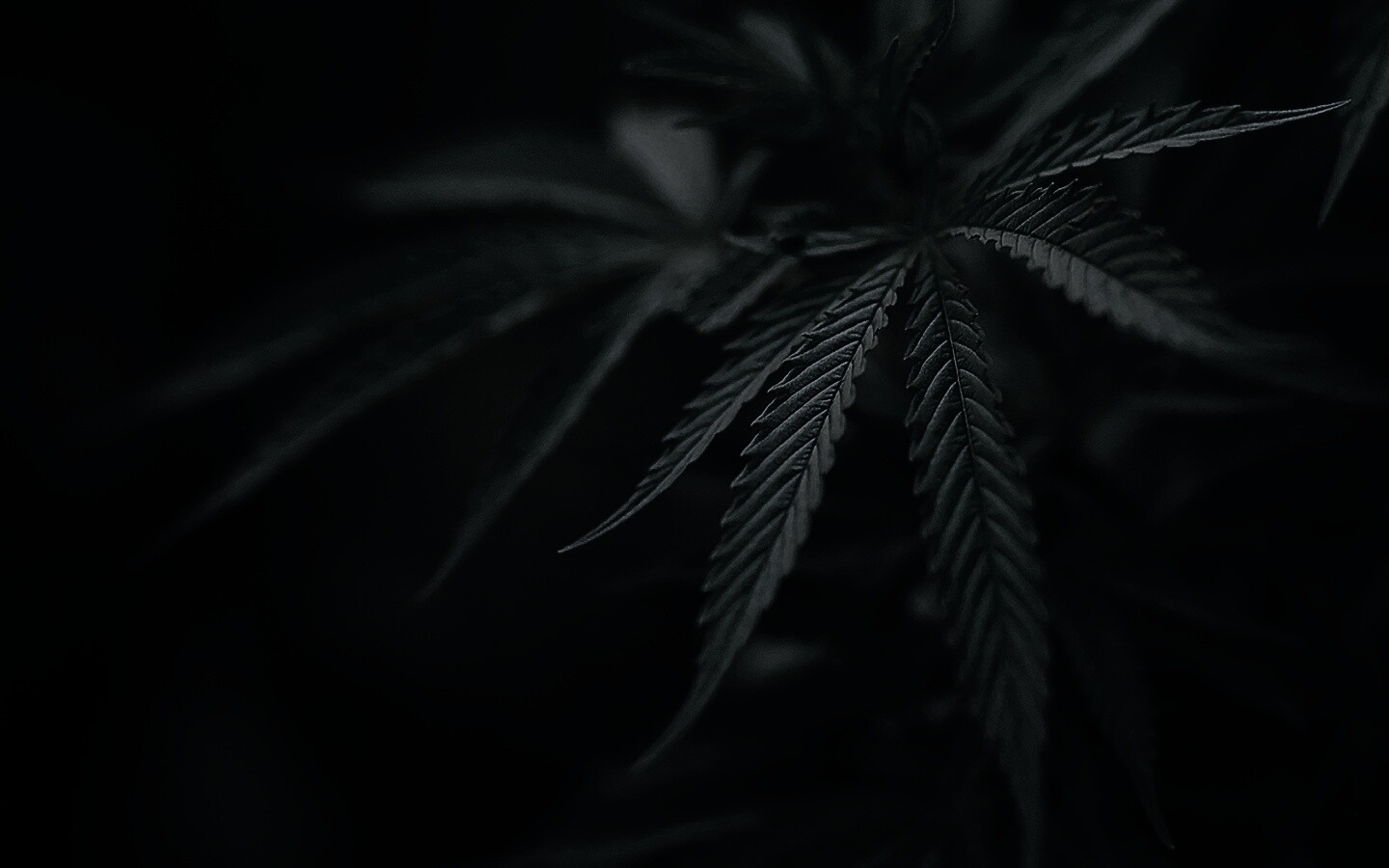 Марихуана обои