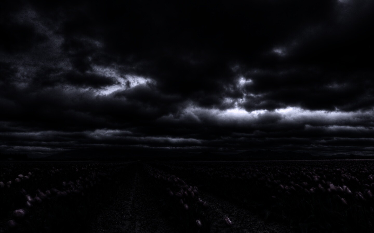 Цветочное поле под грозовым небом обои