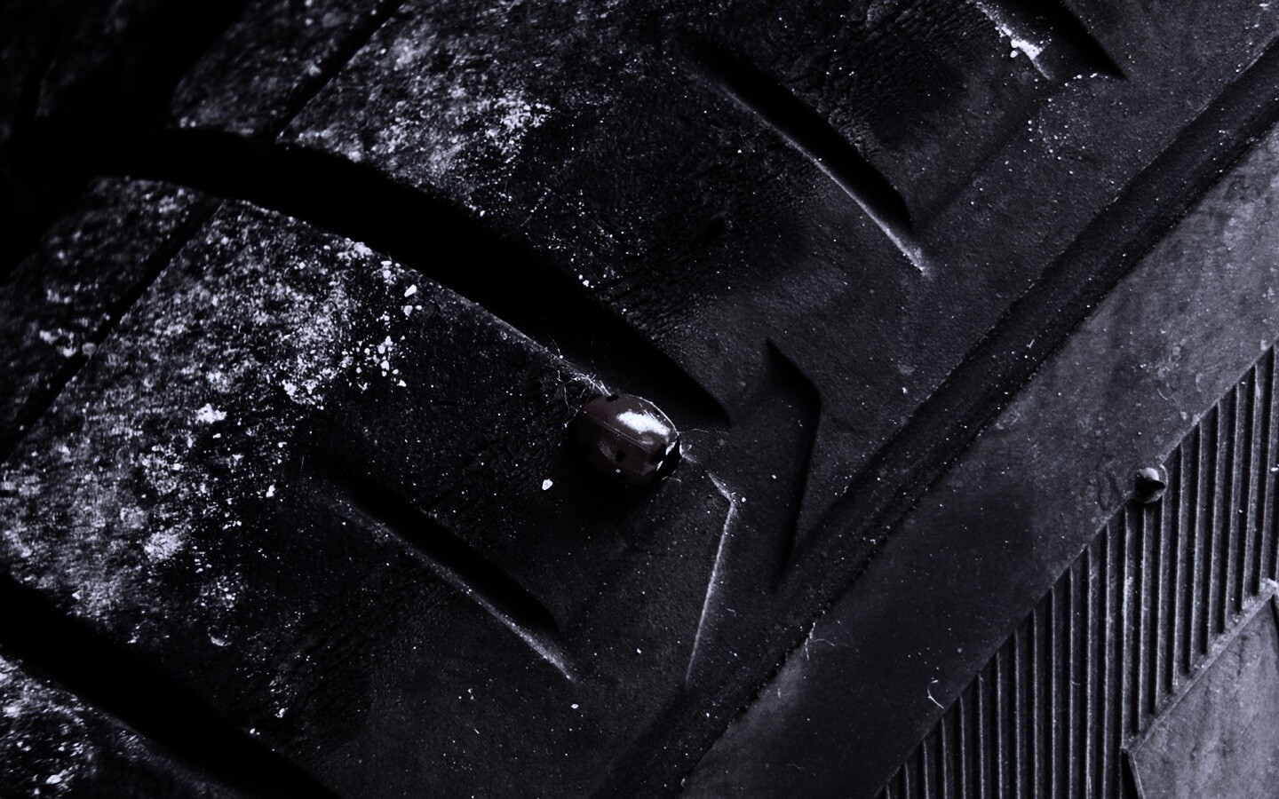 Божья коровка на автомобильной покрышке обои