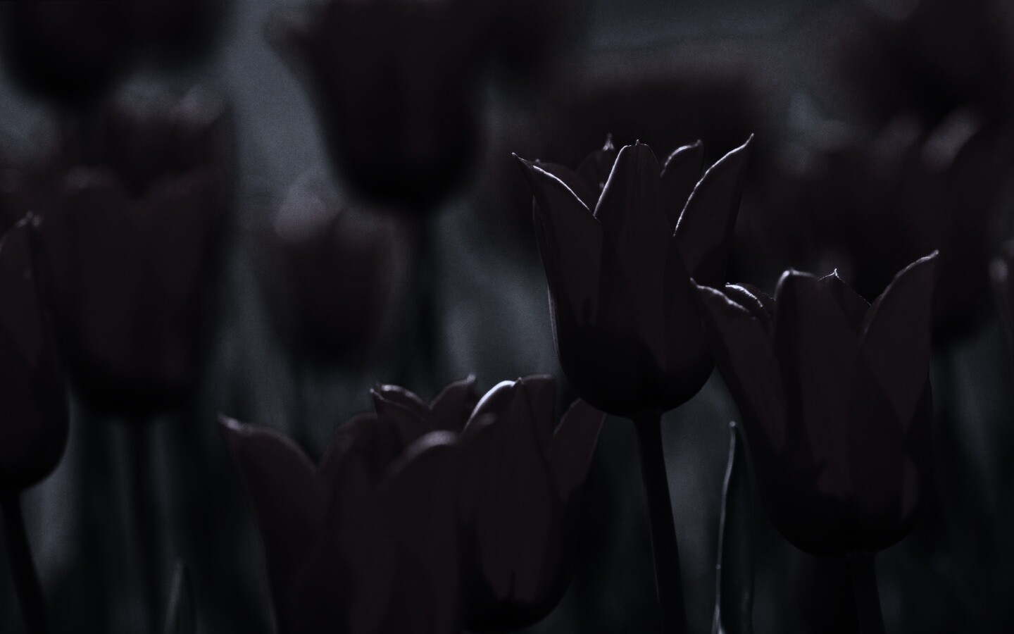 Красные цветы обои