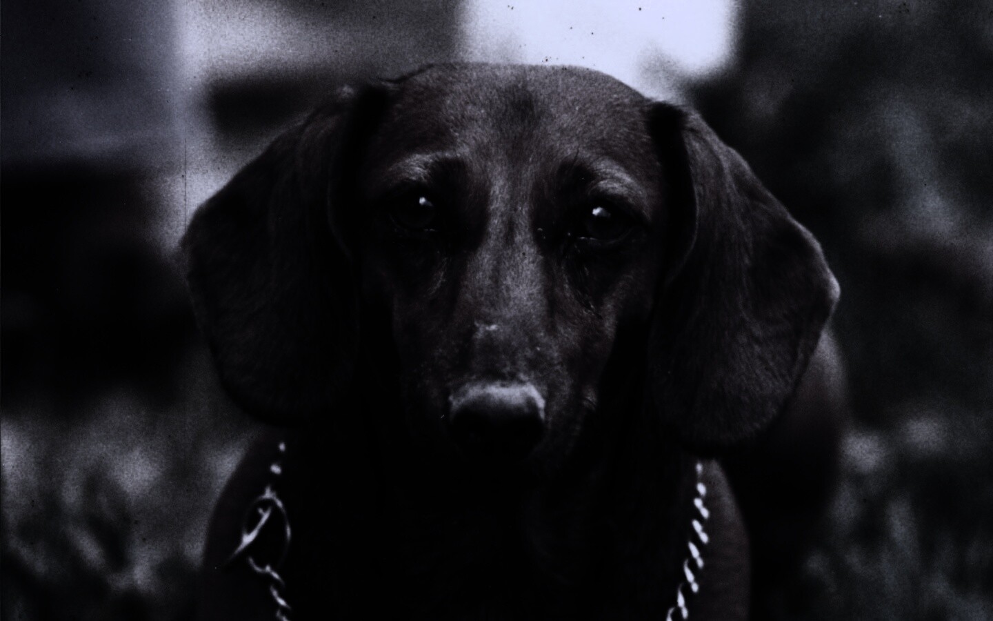 Рыжая такса обои