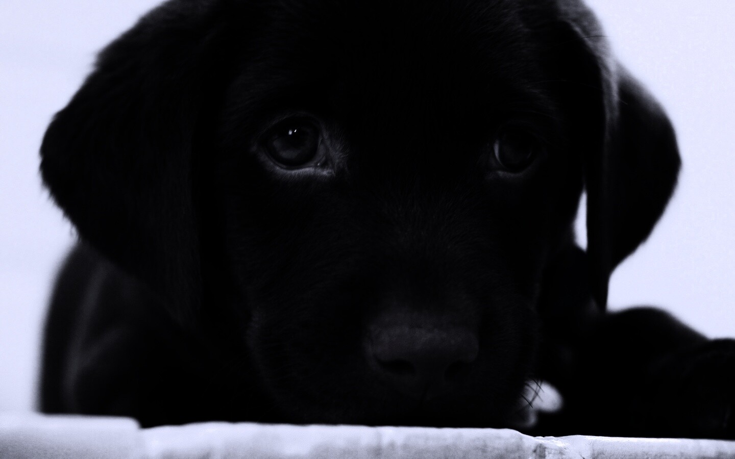 Пушистый шоколадка обои