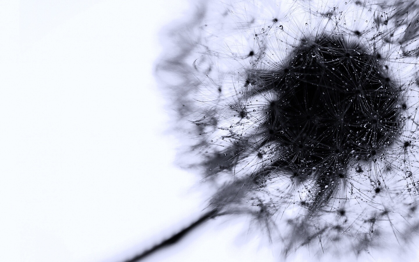 Одуванчик  обои