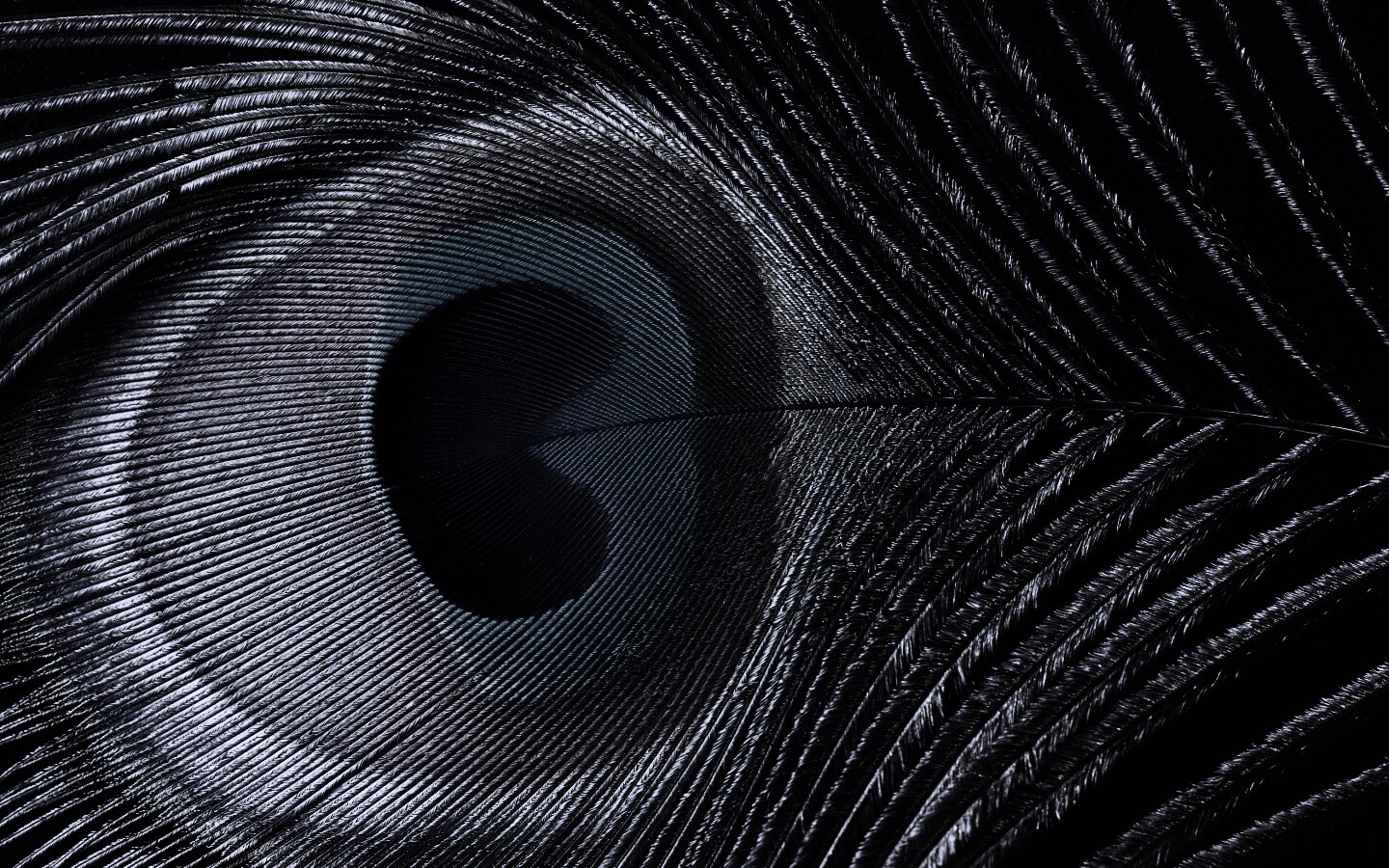 Перо павлина обои