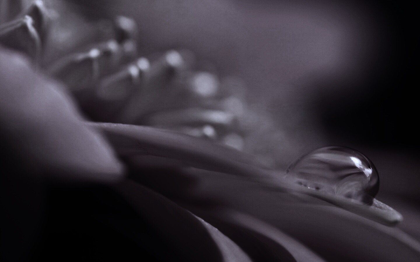 Пламенный цветок обои