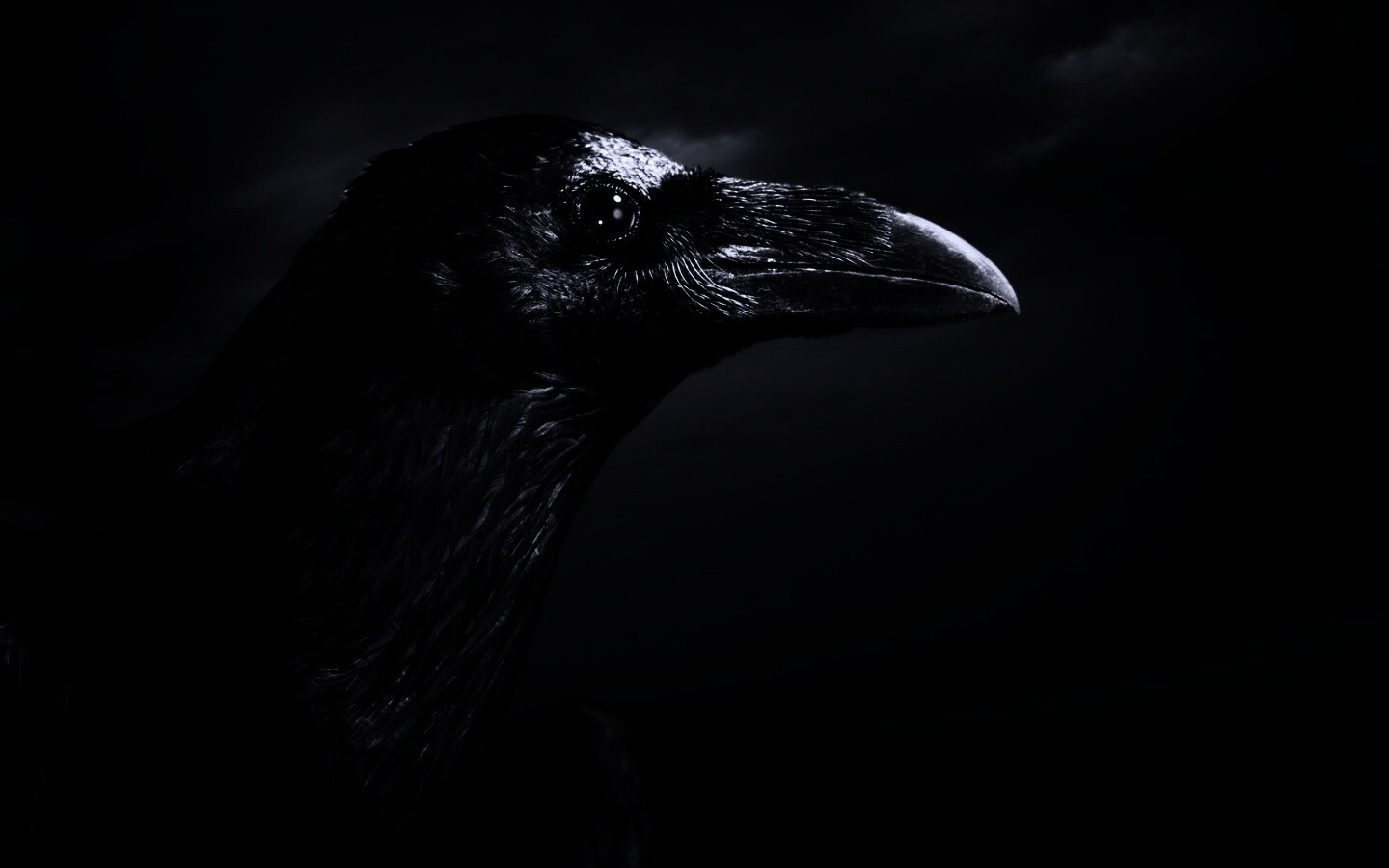Ворон — гордая птица обои
