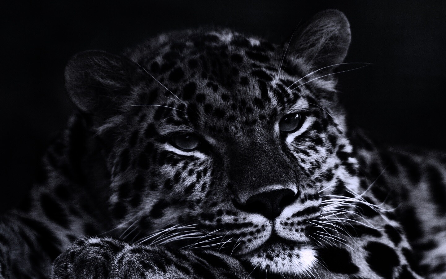 Злопасный ягуляр обои