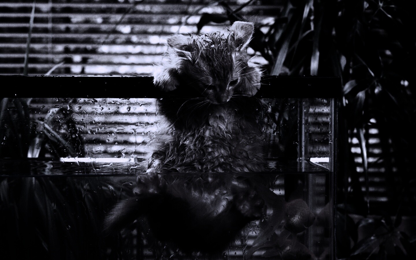 Мокрая киска обои