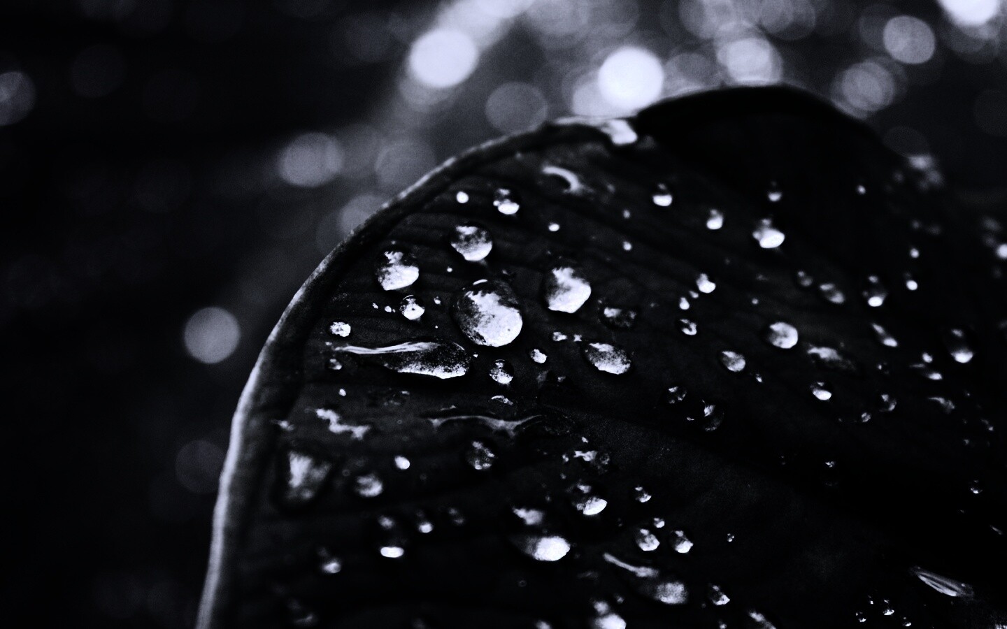 Роса на листке обои