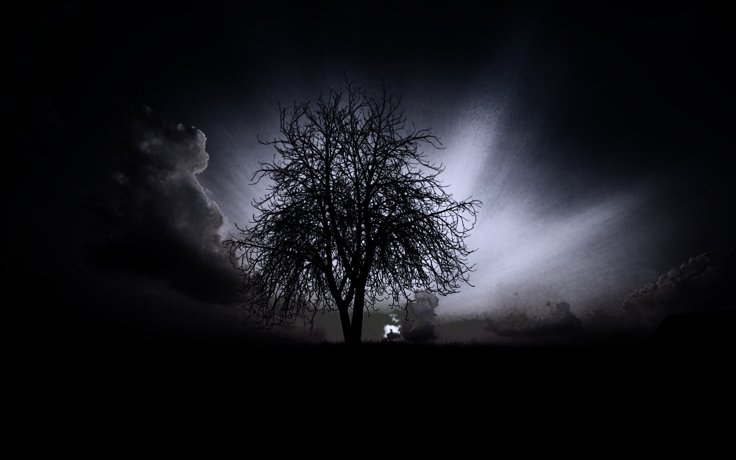 Дерево на закате обои