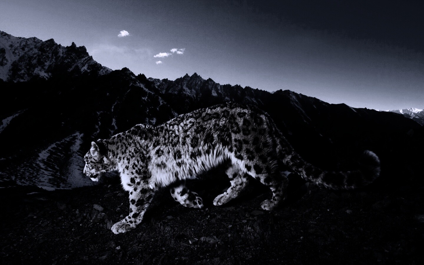 Леопард обои