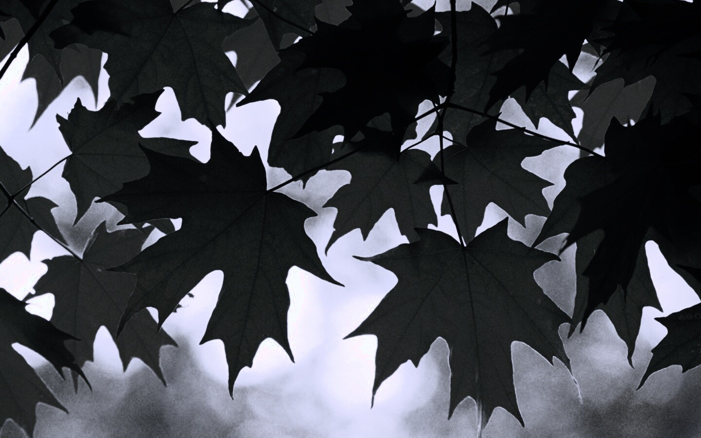 Кленовые листья обои