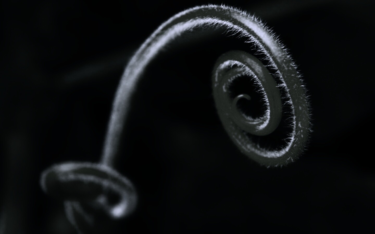 Завитушка растения обои