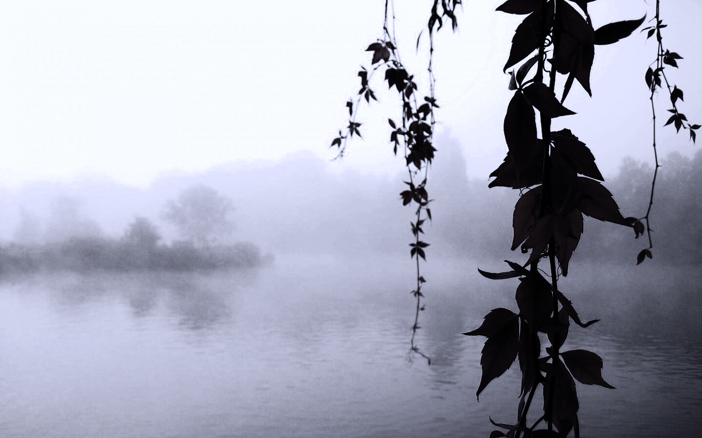 Ветви красного дерева обои