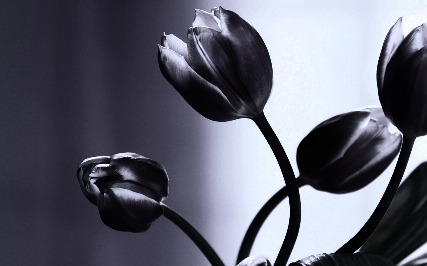 Сиреневые цветы обои