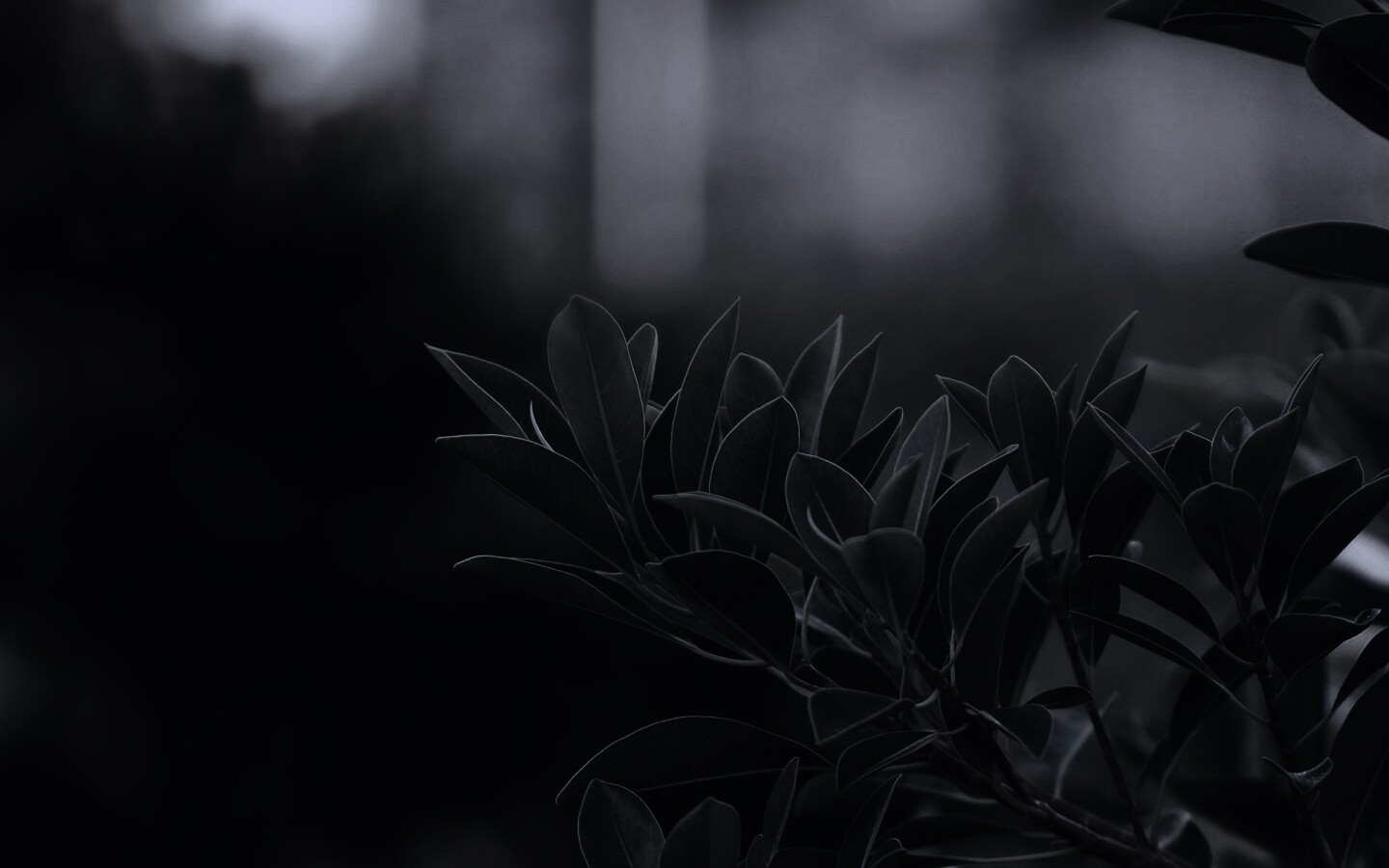 Листья обои