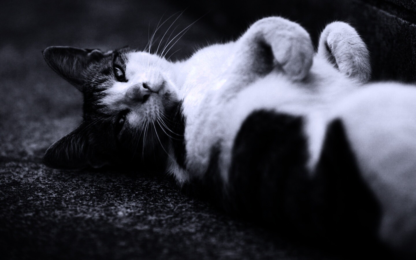 Кот лежит на спине обои