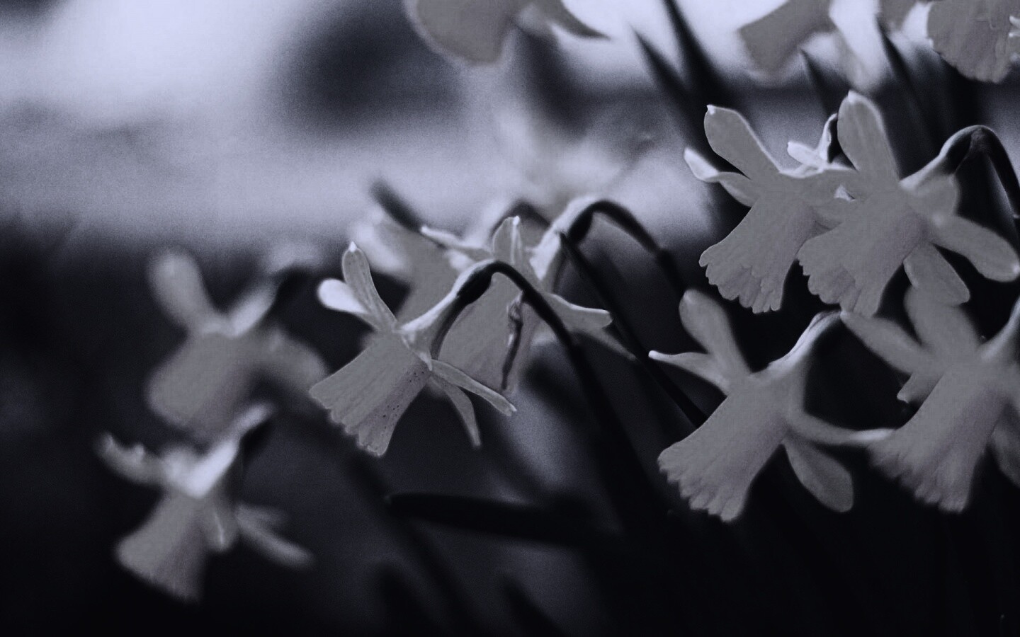 Нарциссы обои