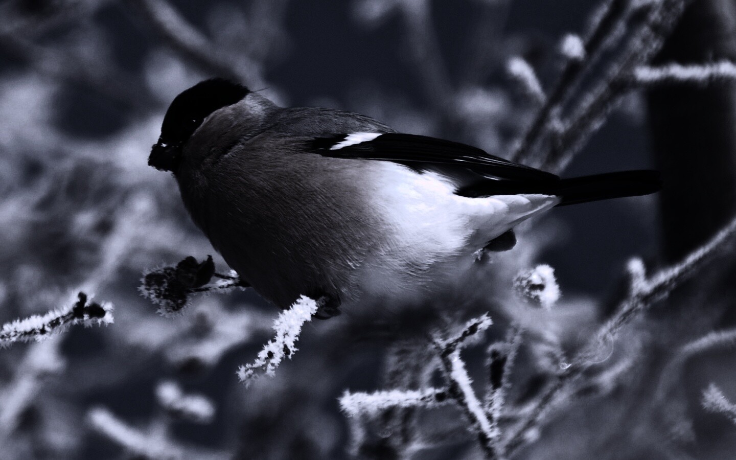 Снегирь на ветке обои