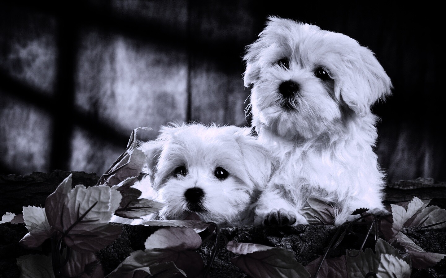 Два белых и пушистых пёсика  обои