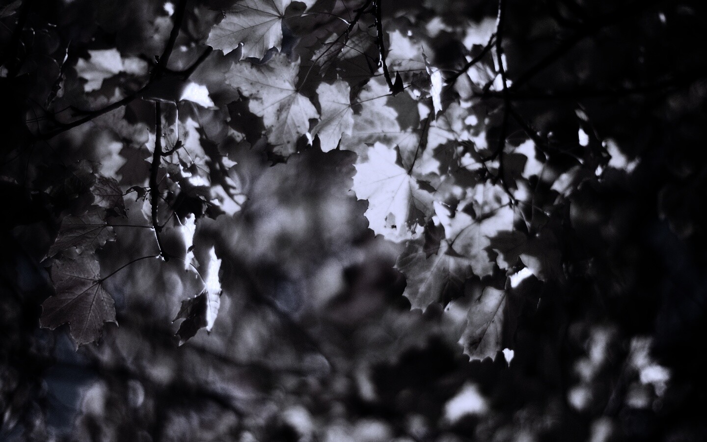 Жёлтые листья обои