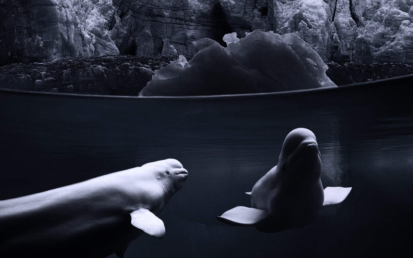 Белухи обои