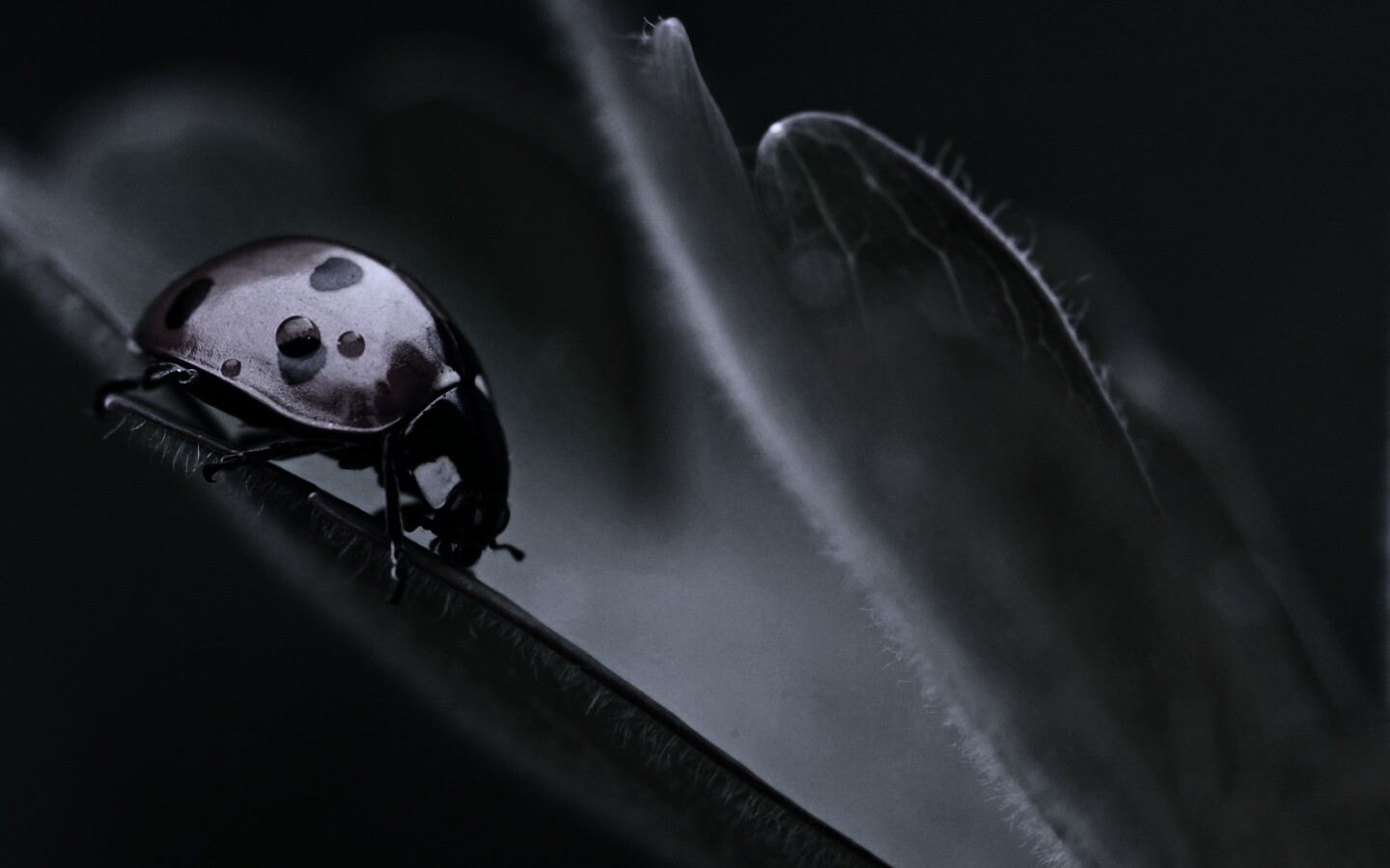 Божья коровка обои