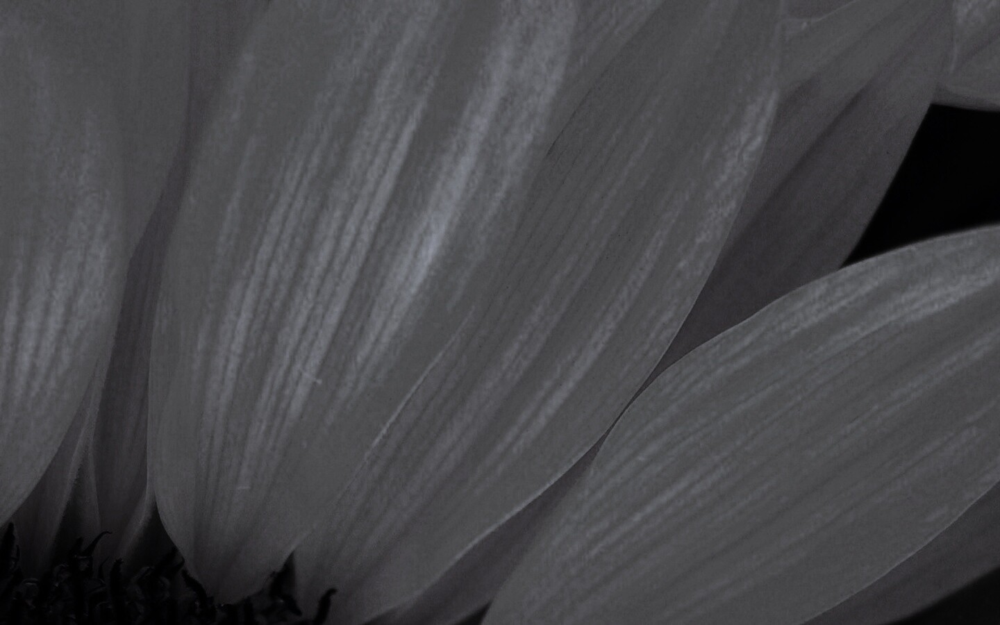 Жёлтый цветок обои