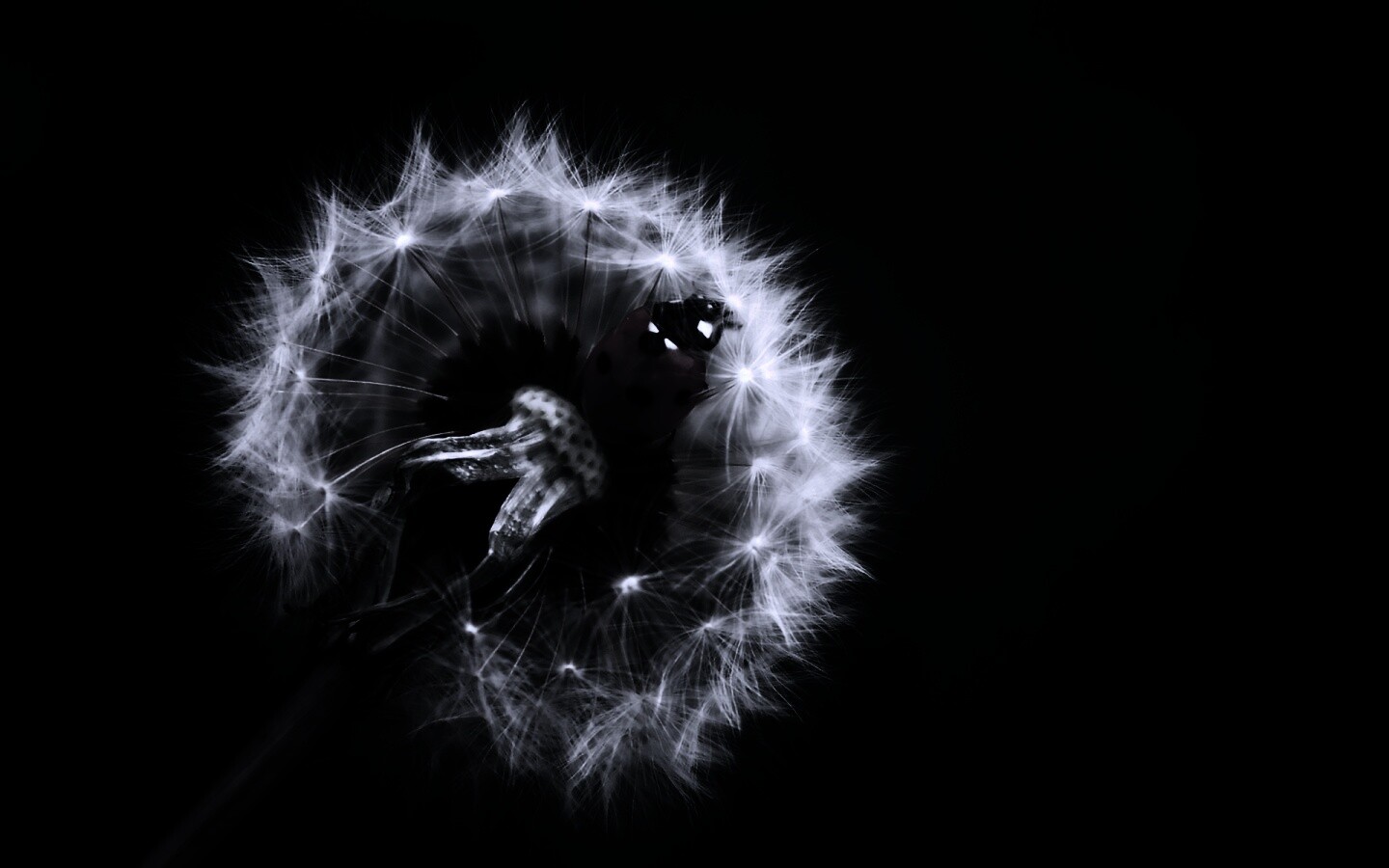 Божья коровка на одуванчике обои