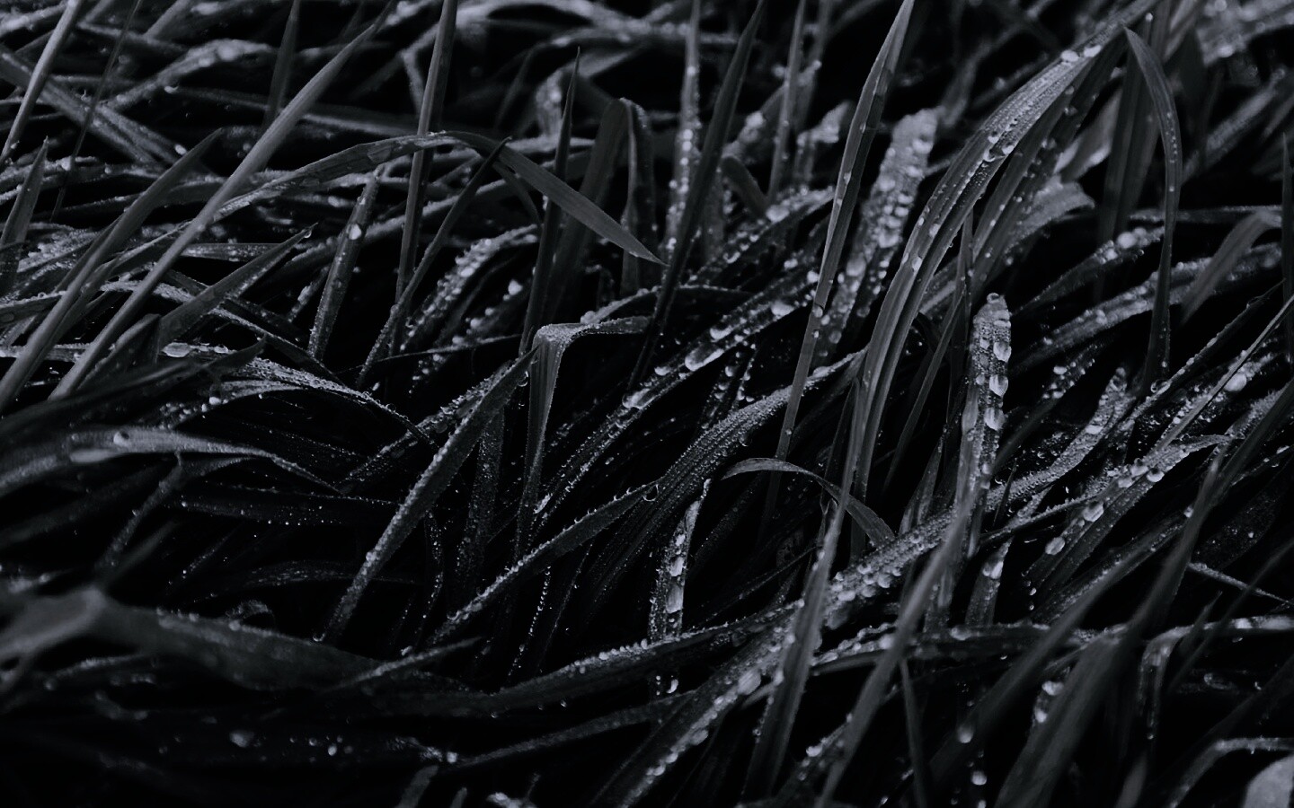 Роса на траве обои