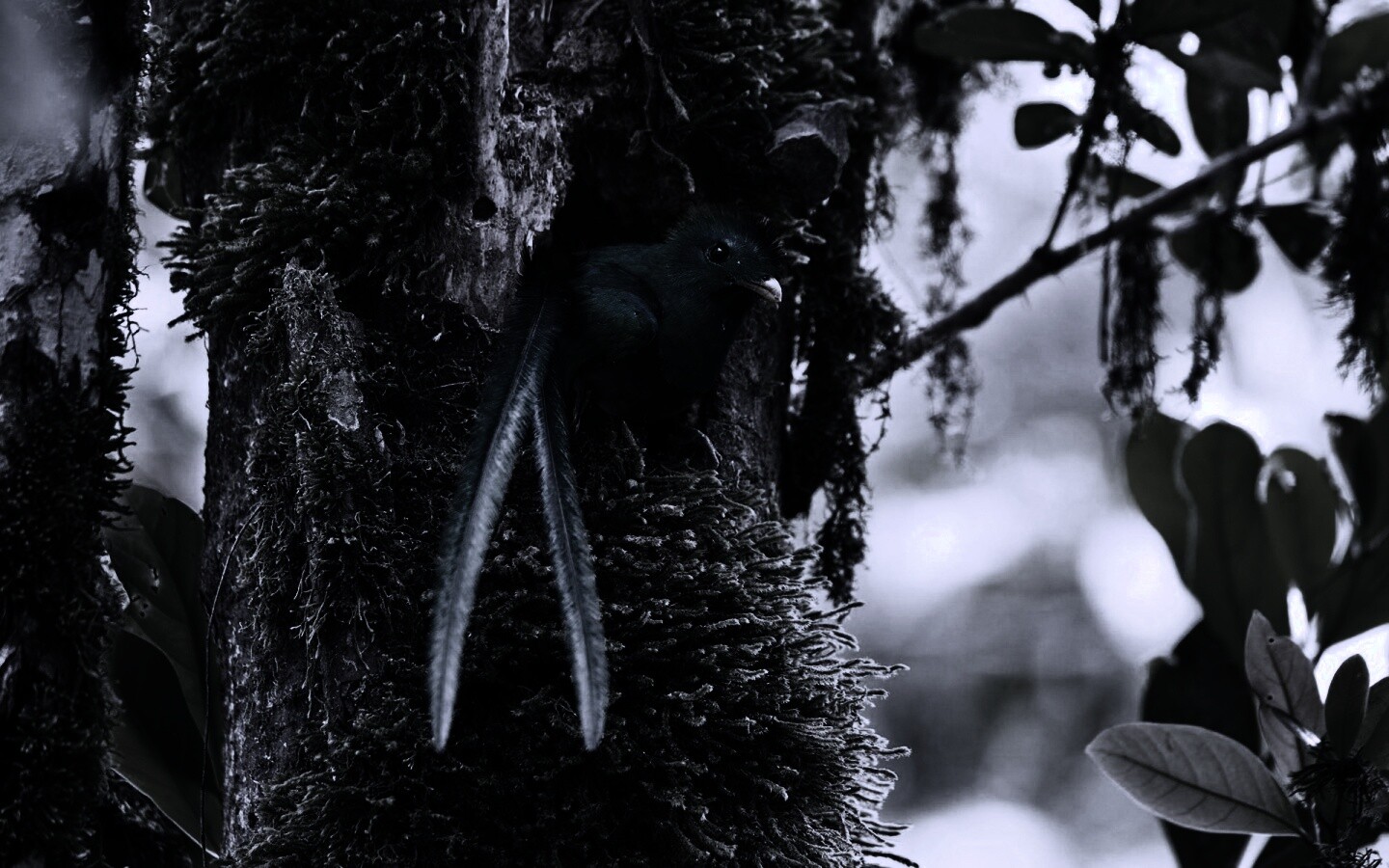 Райская птица в дупле обои