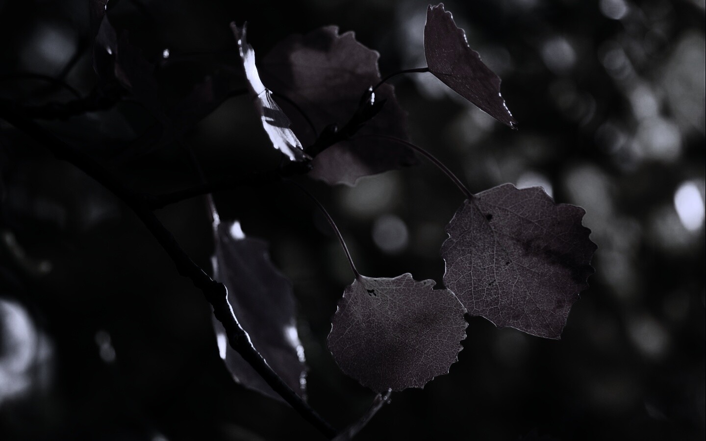 Красные листья обои