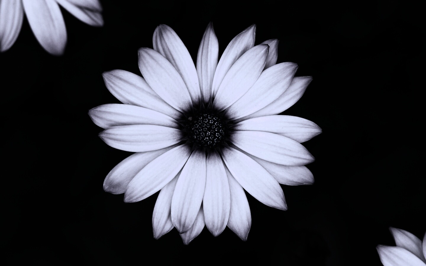 Макро фотография цветка обои