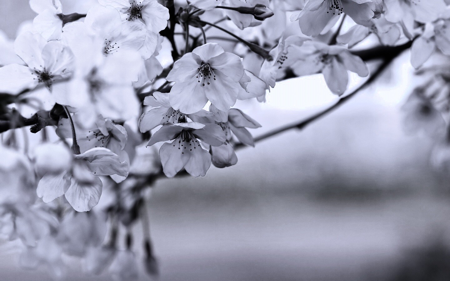 Цветение вишни обои