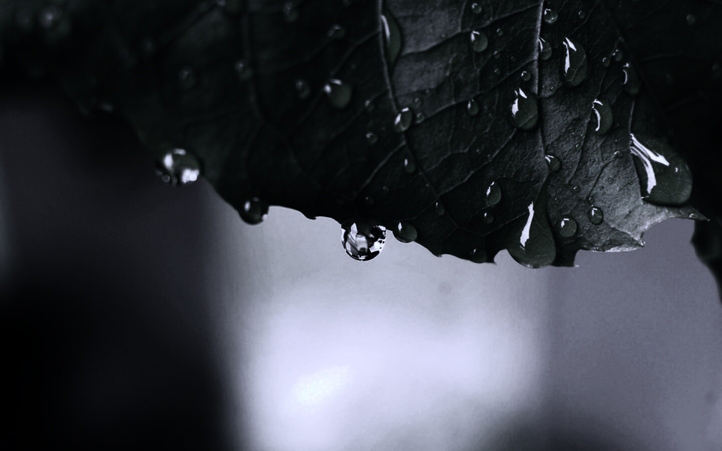 Роса на листе в макро обои
