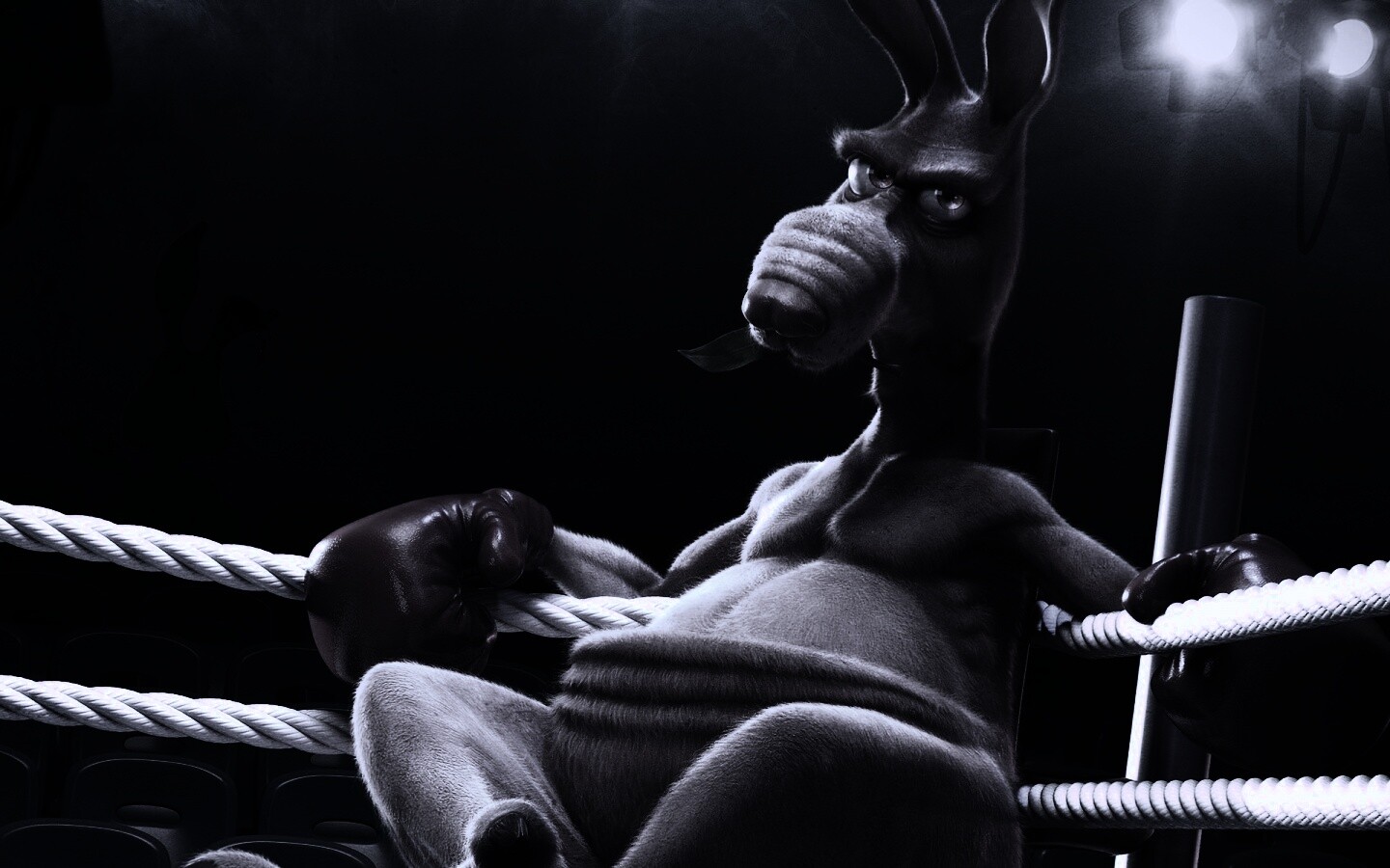 Кенгуру-боксер на ринге обои