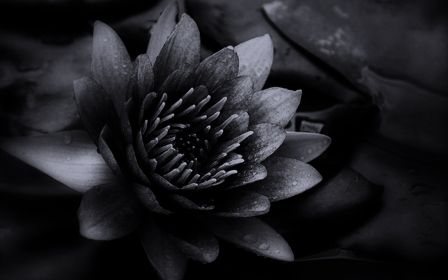 Кувшинка обои