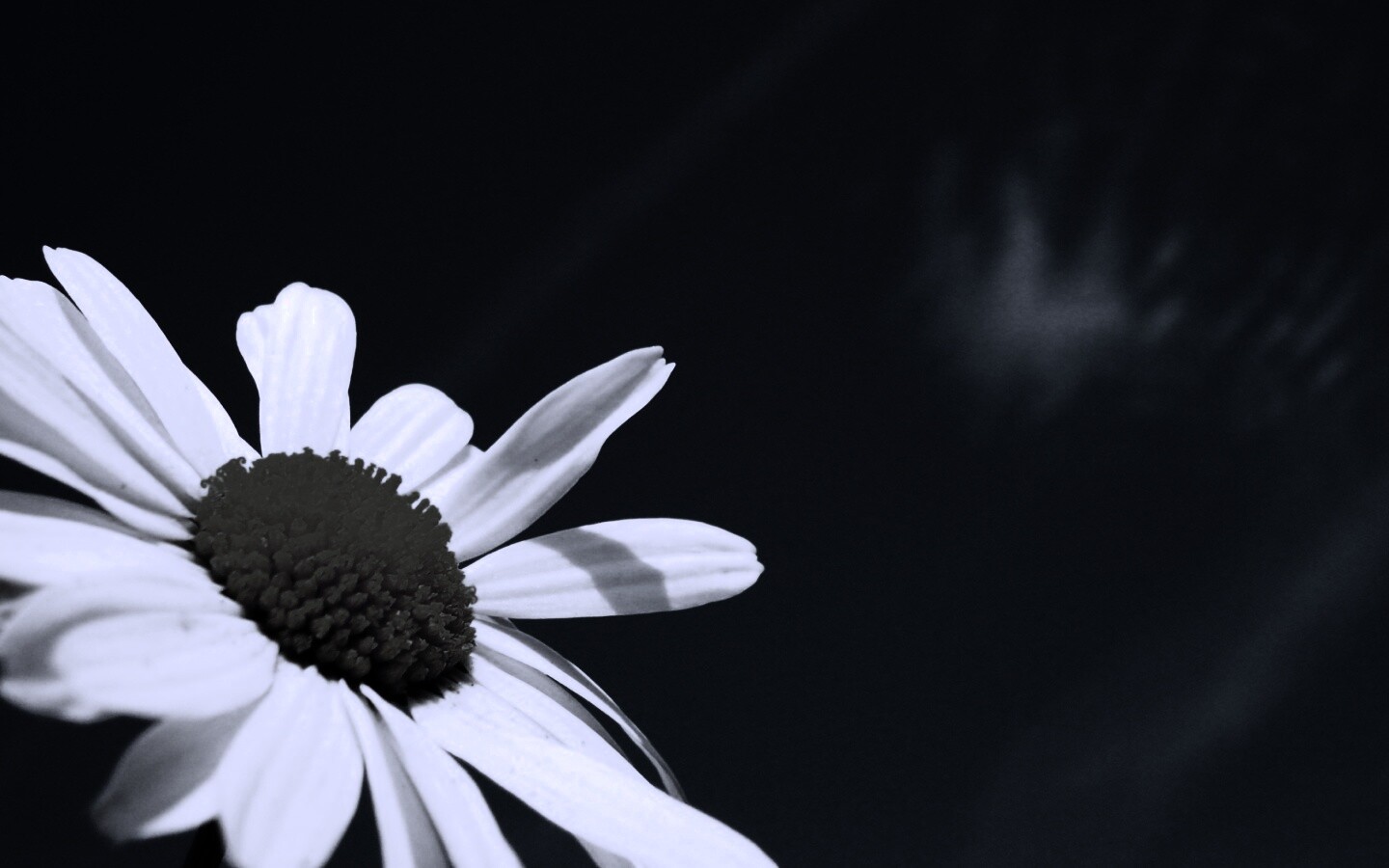 Ромашка на фоне синего неба обои