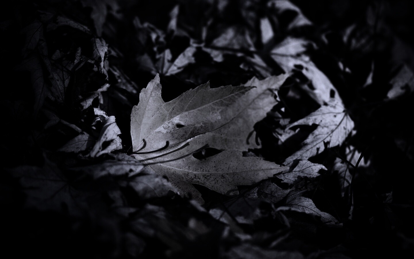 Мёртвая листва обои