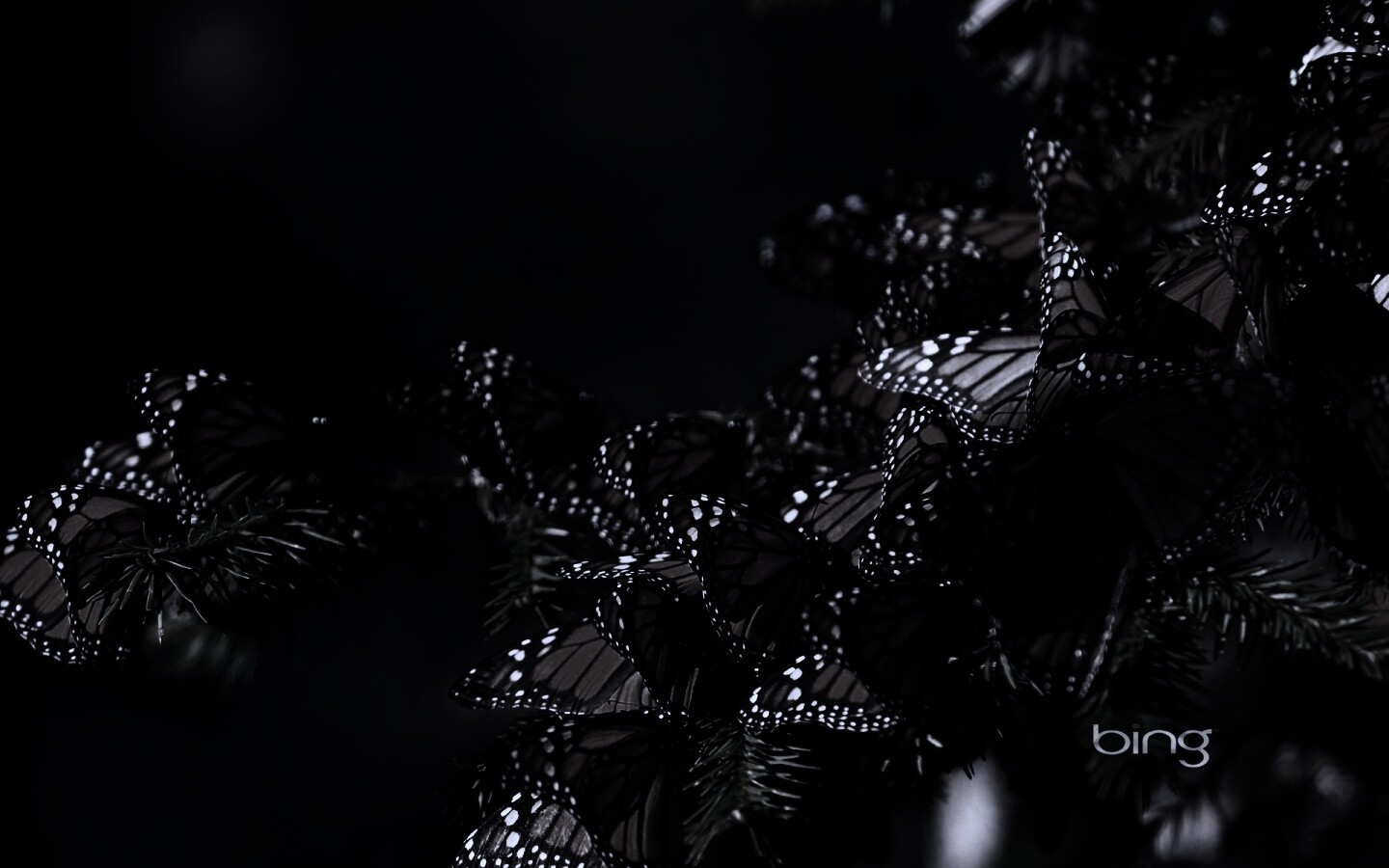 Бабочки облепили ёлку обои