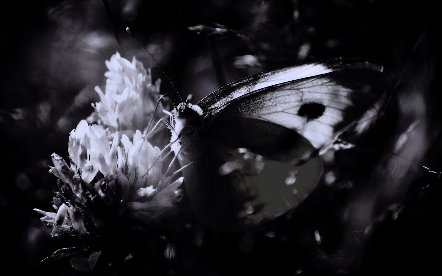 Бабочка на цветке обои