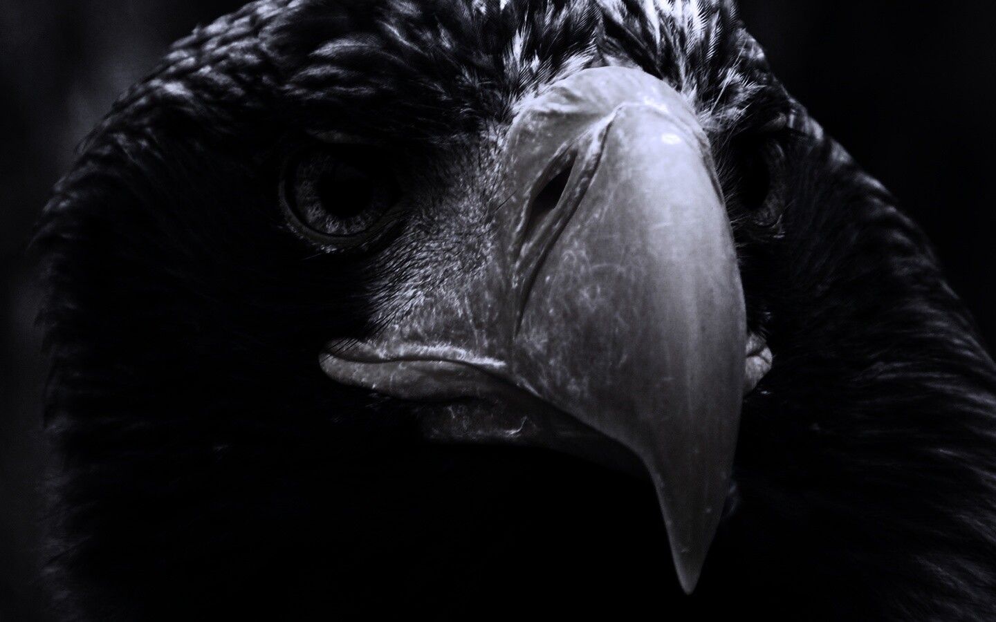 Орёл - птица гордая обои