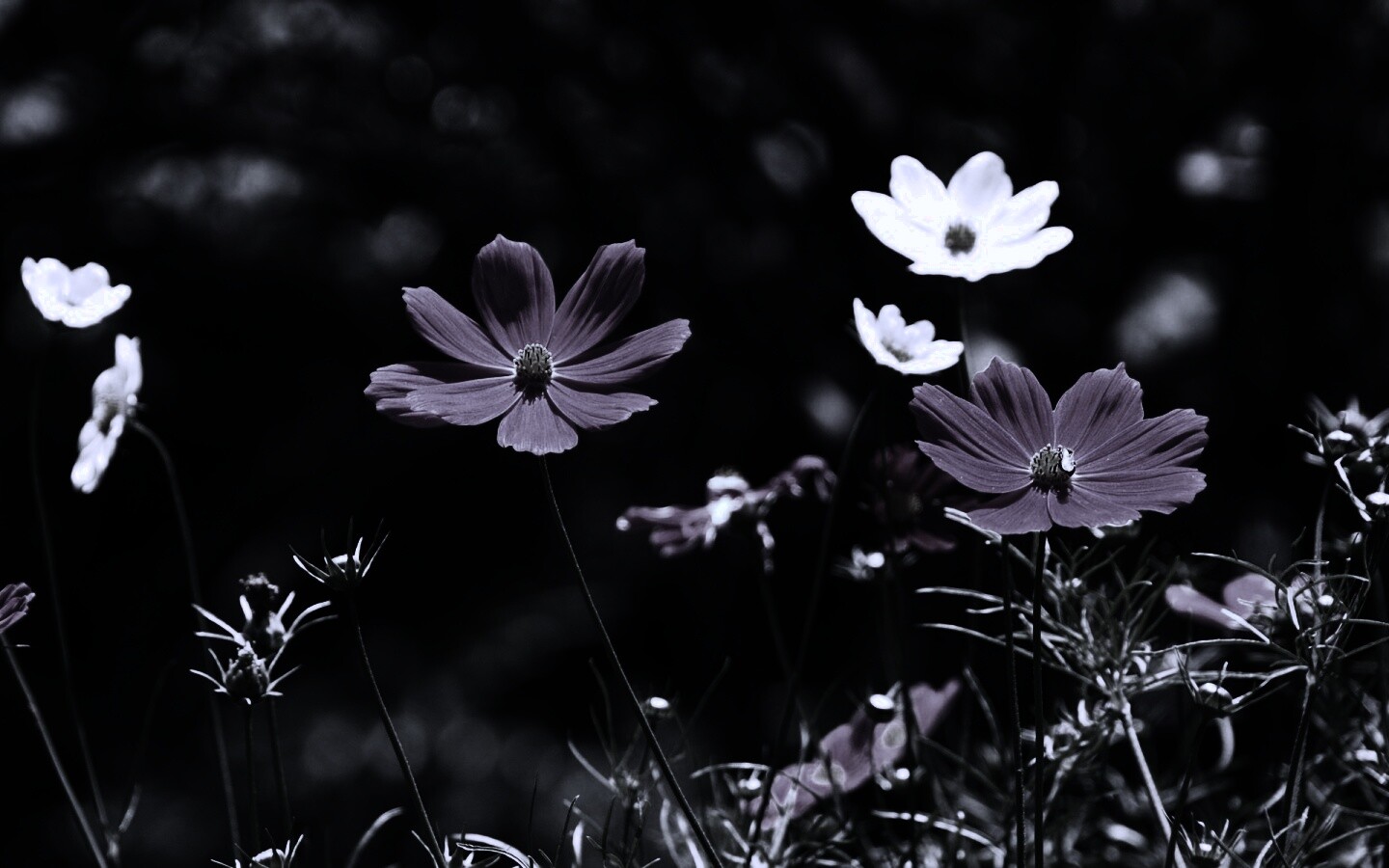 Белые и розовые цветочки обои