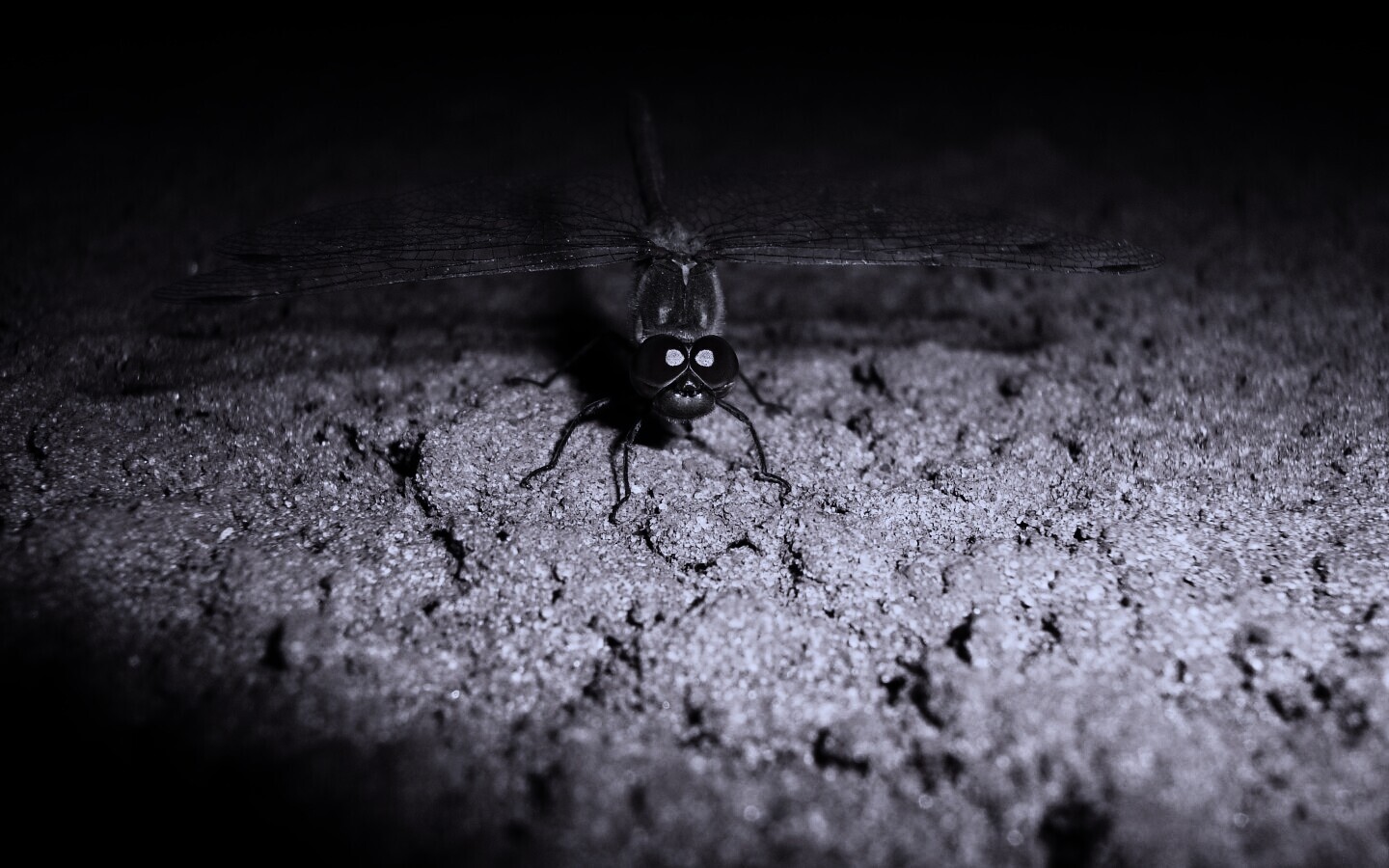 Стрекоза обои