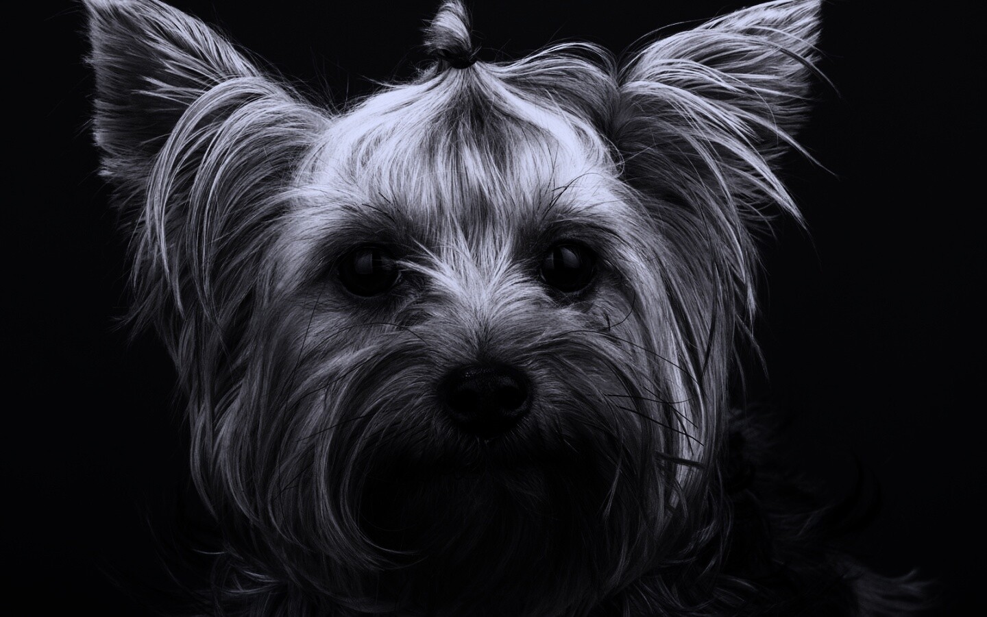 Йоркширский терьер обои