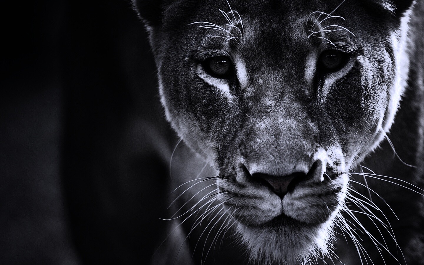 Портрет хищника обои