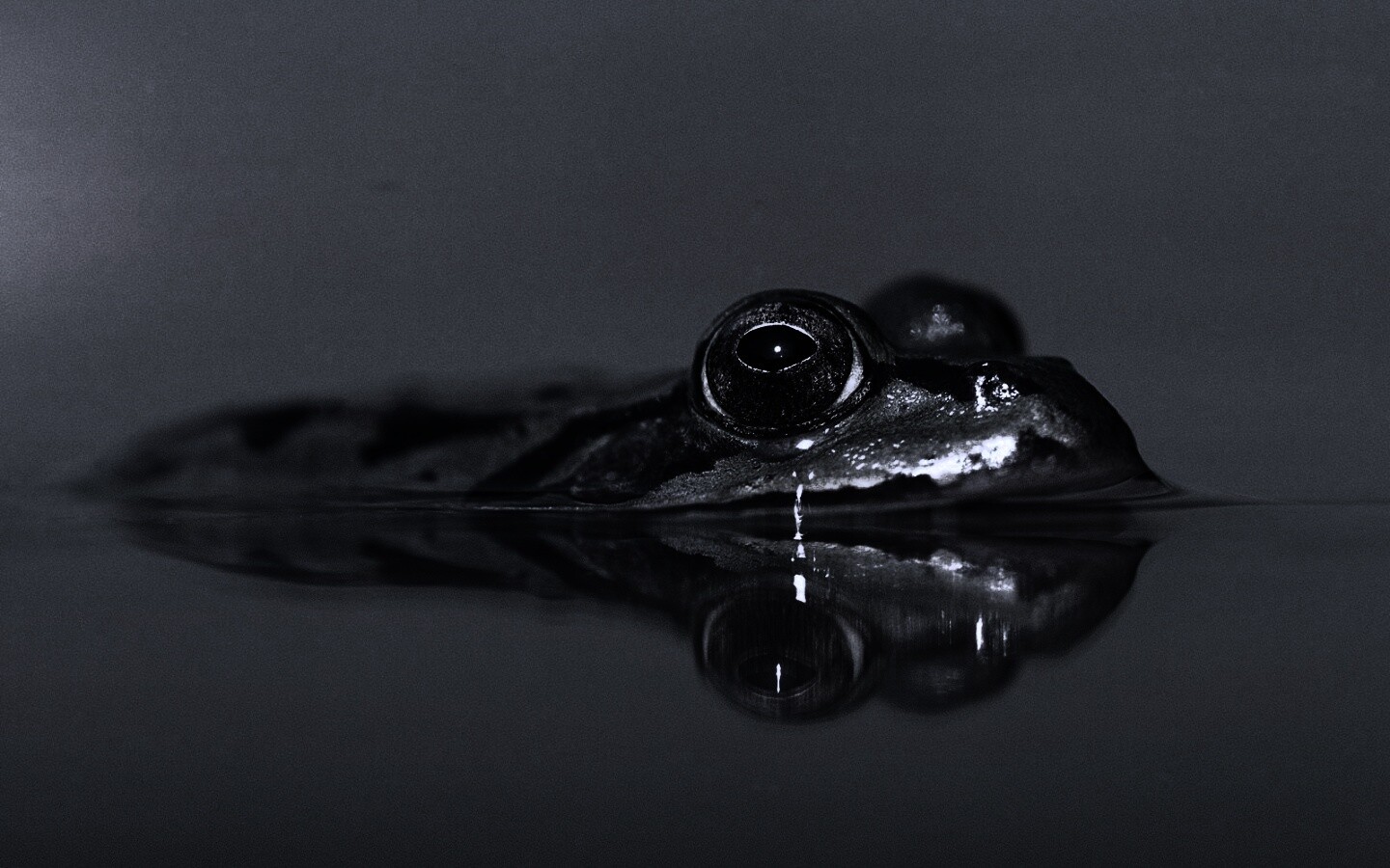 Лягушка обои